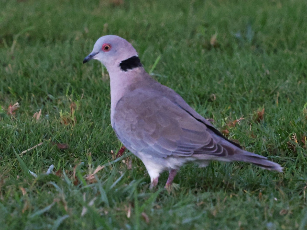 klagedue - ML644270570