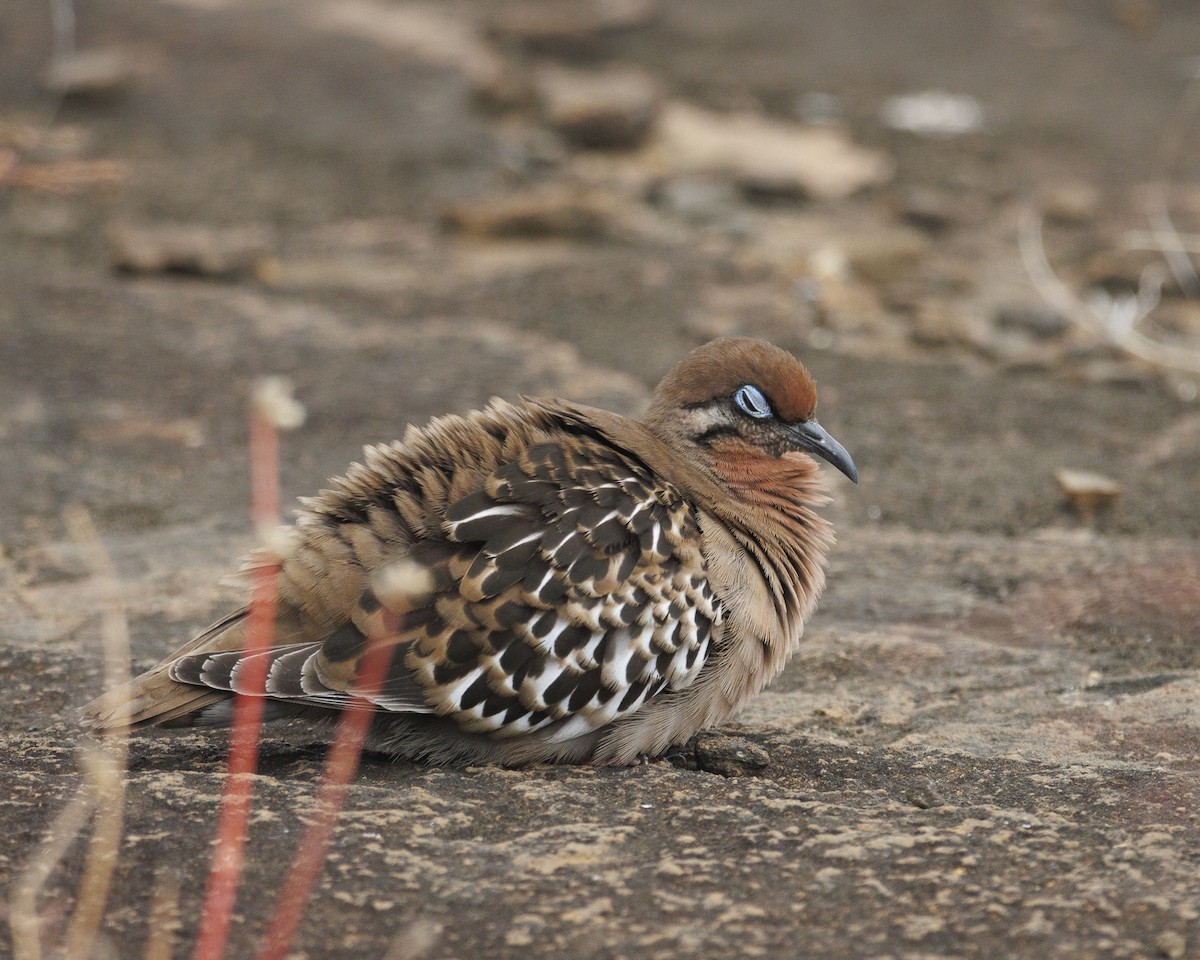 Galapagos Dove - ML644270575