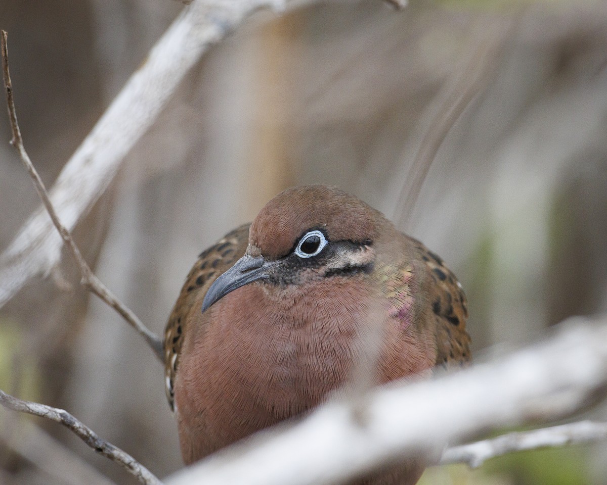 Galapagos Dove - ML644270576