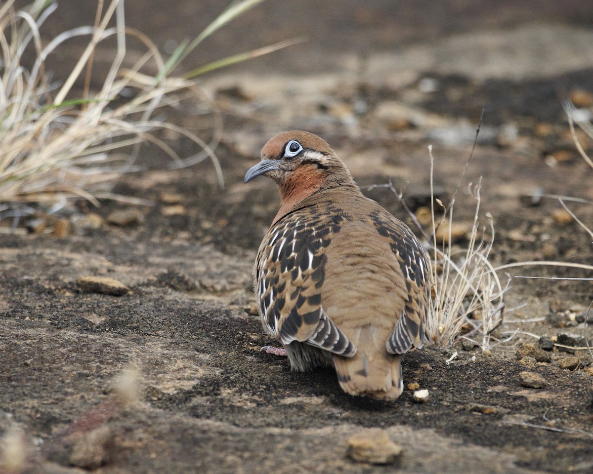 Galapagos Dove - ML644270577