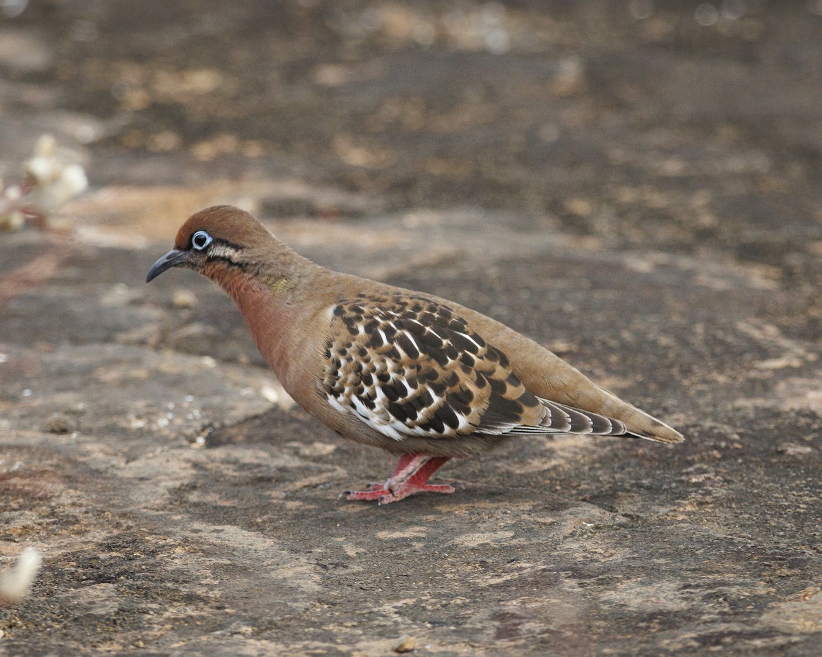 Galapagos Dove - ML644270578