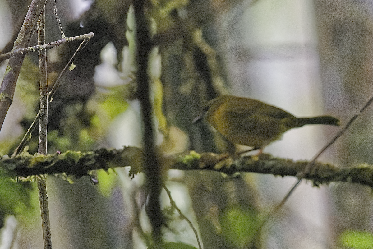 Bronze-olive Pygmy-Tyrant - ML644270579