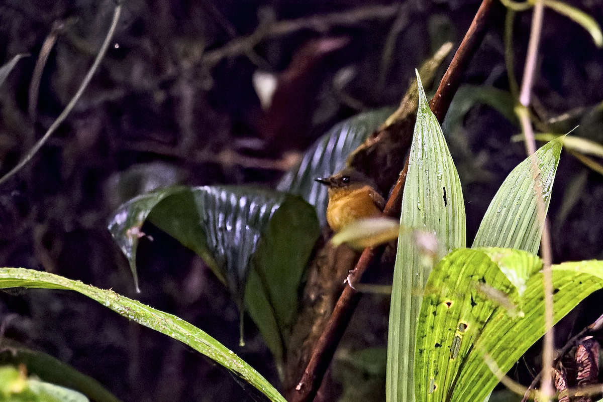 Bronze-olive Pygmy-Tyrant - ML644270580