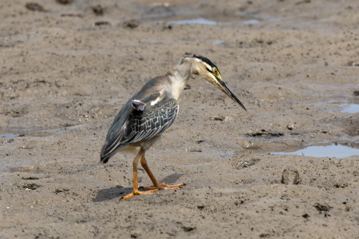 Little Heron - ML644270581