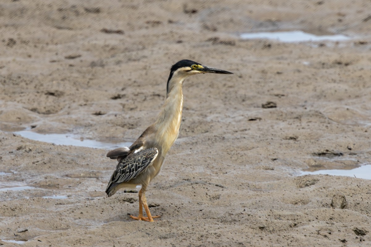 Little Heron - ML644270582
