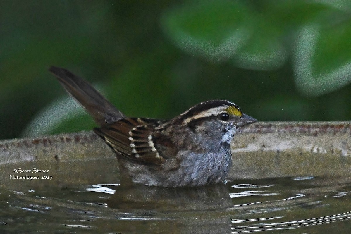 White-throated Sparrow - ML644270589