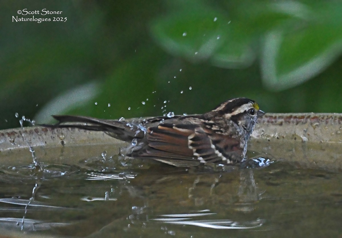 White-throated Sparrow - ML644270590