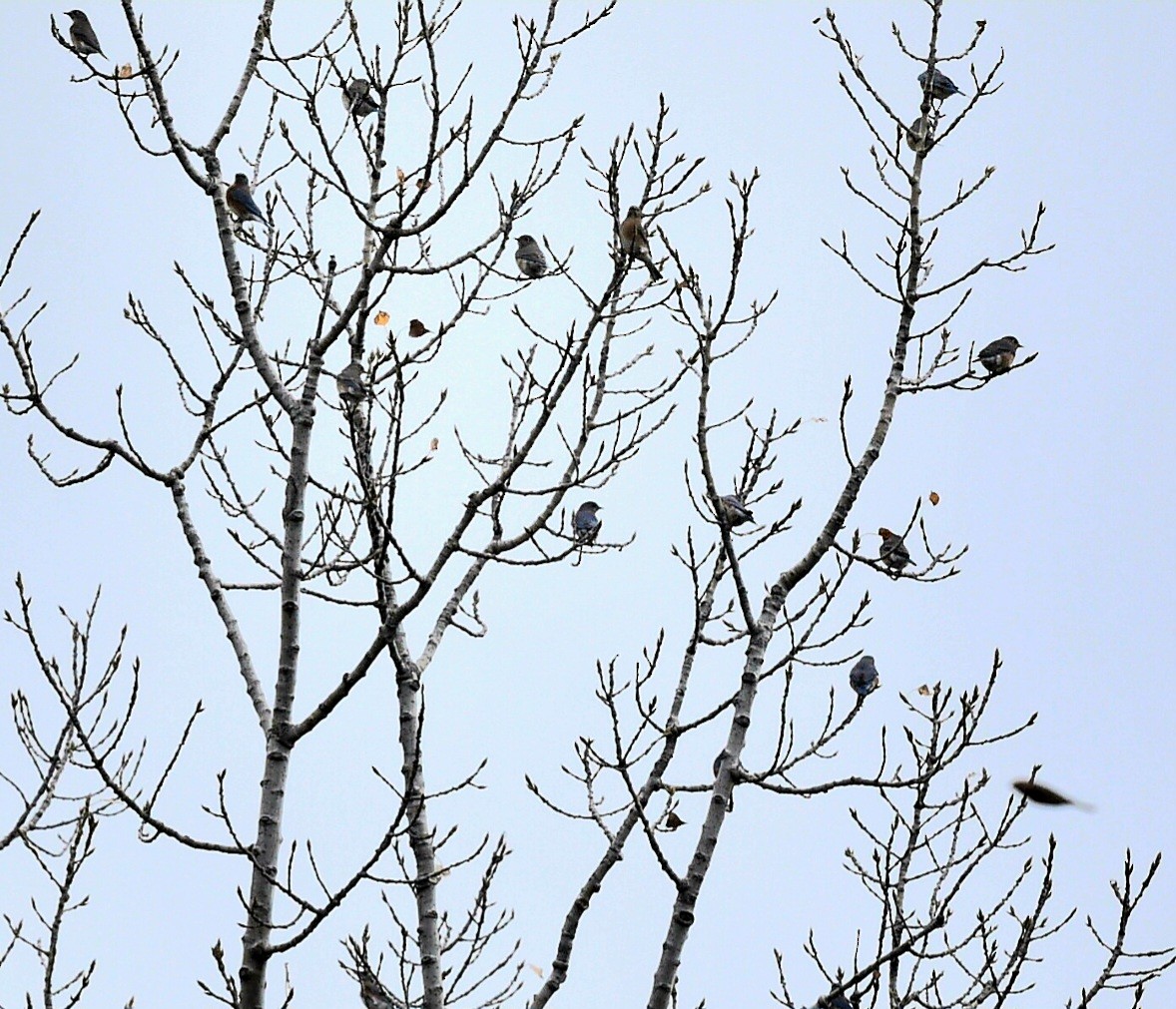 Eastern Bluebird - ML644270591