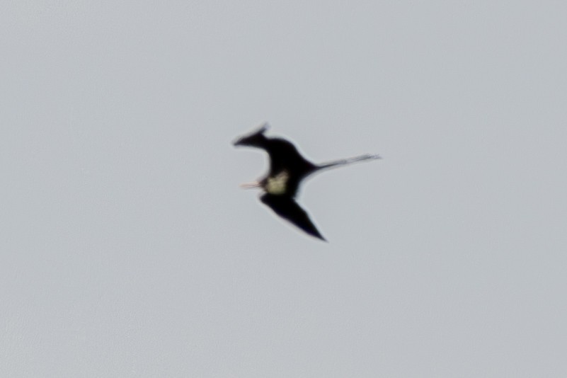 Great Frigatebird - ML644270602