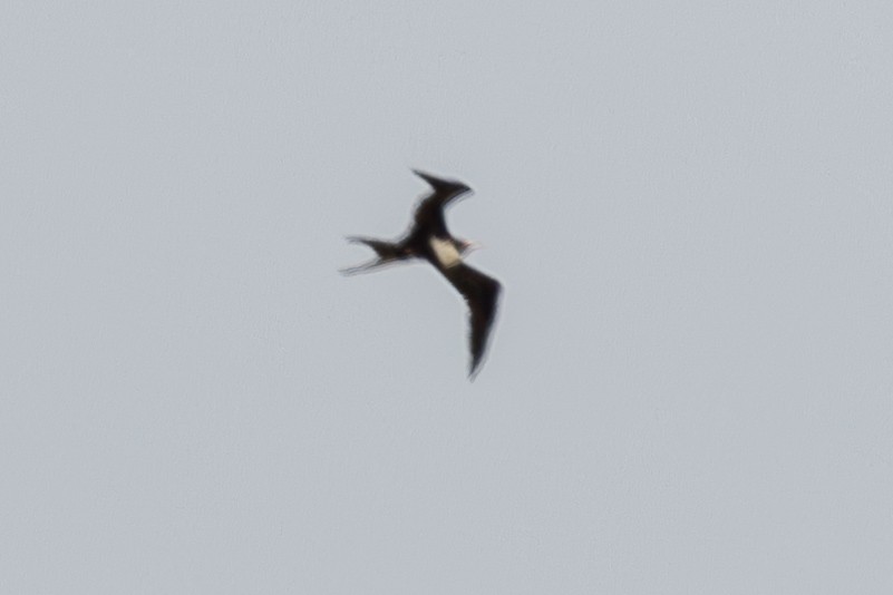 Great Frigatebird - ML644270603