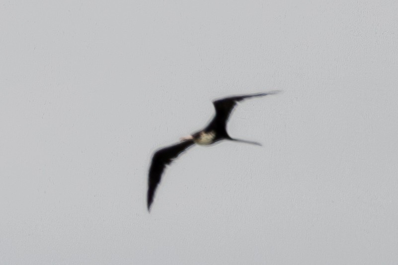 Great Frigatebird - ML644270604