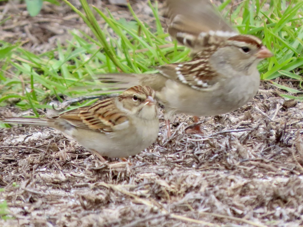 Dachsammer - ML644270637