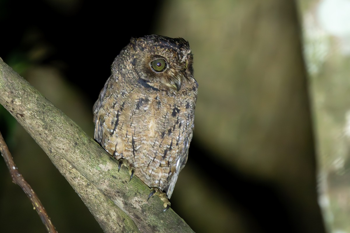 Seychelles Scops-Owl - ML644270638