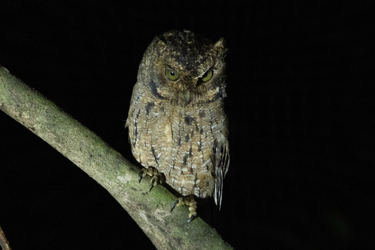 Seychelles Scops-Owl - ML644270639
