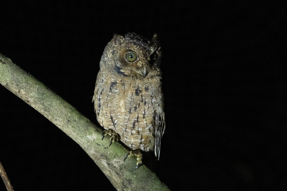 Seychelles Scops-Owl - ML644270640
