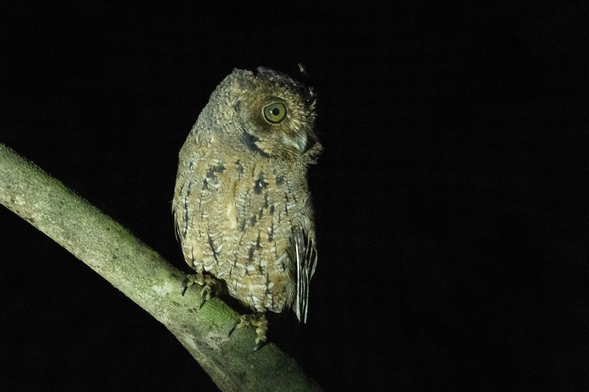 Seychelles Scops-Owl - ML644270641