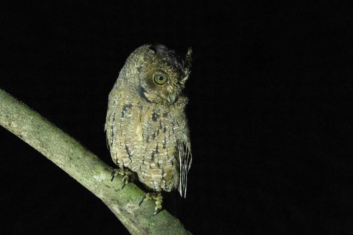 Seychelles Scops-Owl - ML644270642