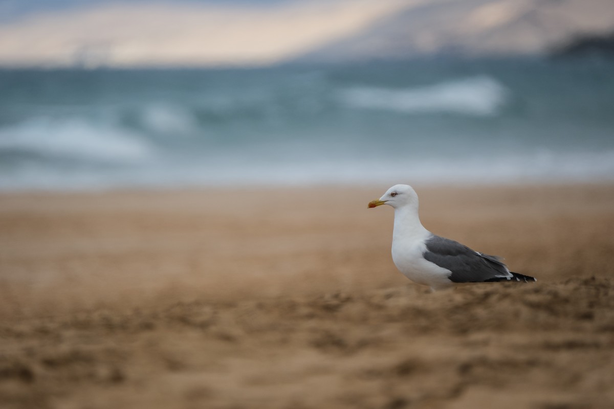 Yellow-legged Gull - ML644270646