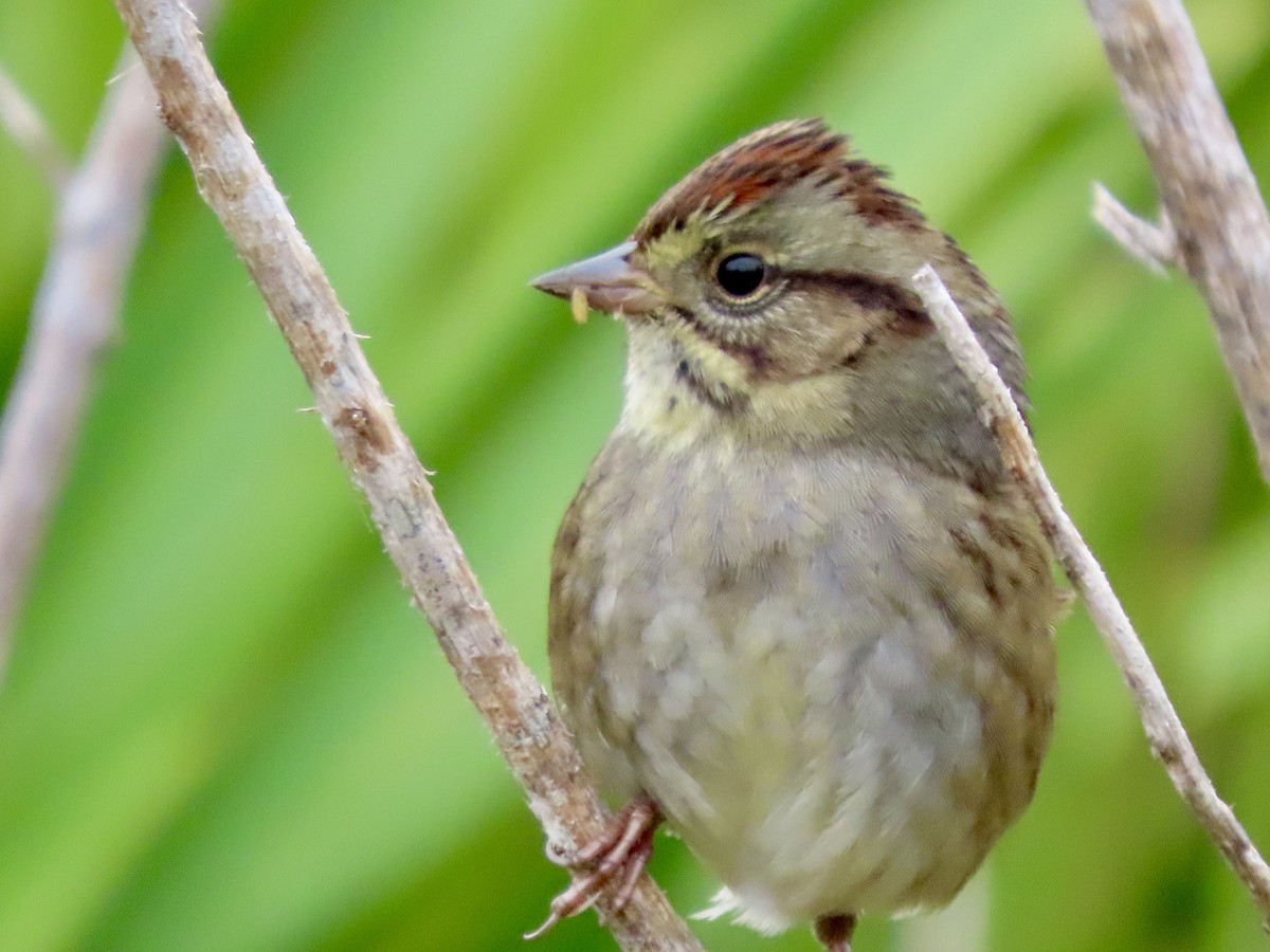 Bruant des marais - ML644270655