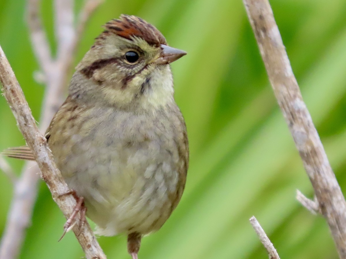 Bruant des marais - ML644270656