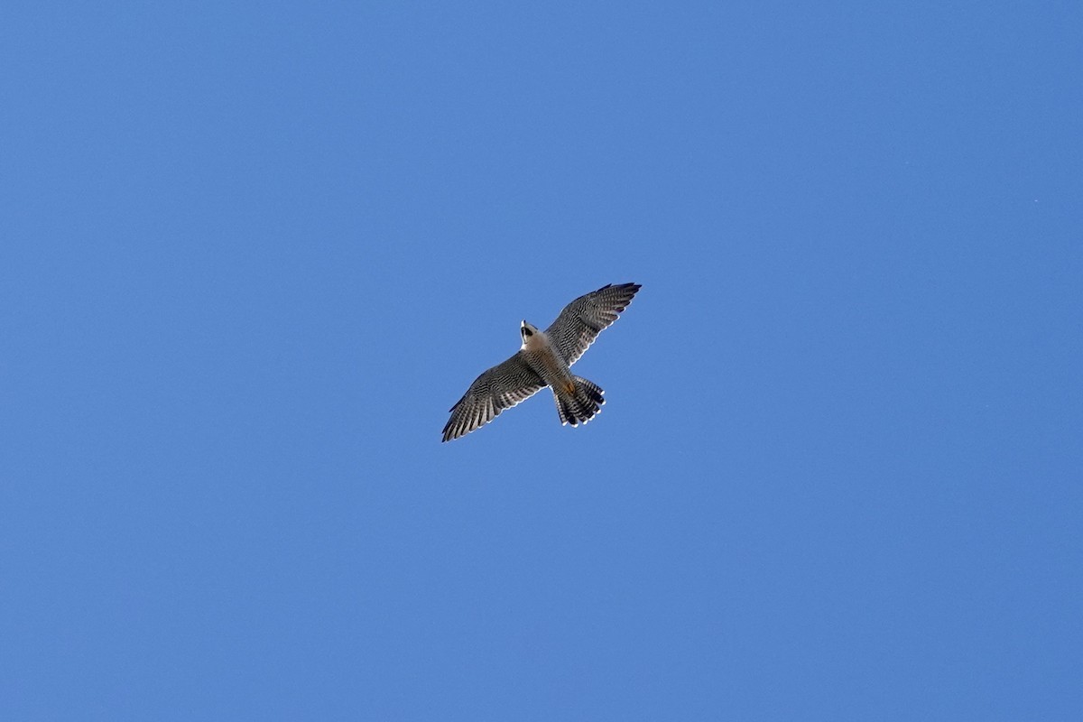 sokol stěhovavý - ML644270657