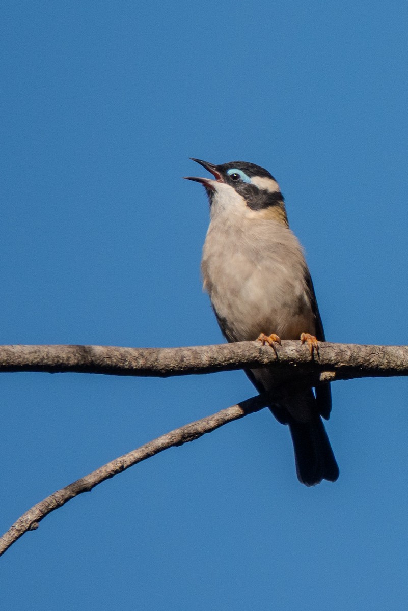 ノドグロハチマキミツスイ - ML644270658