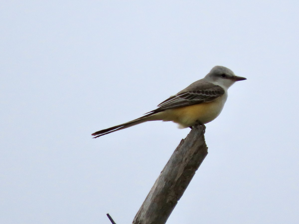 Tyran à longue queue - ML644270666