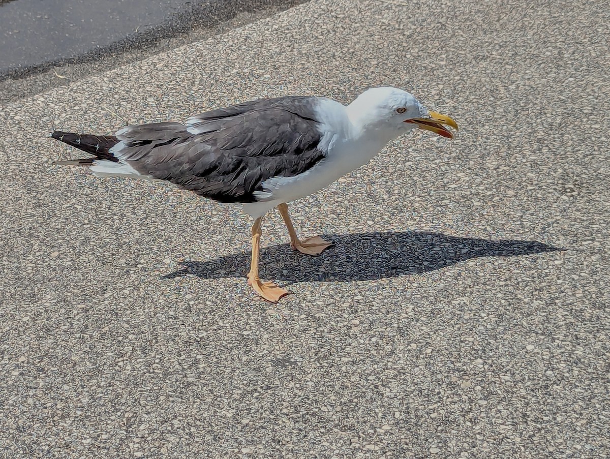 Goéland brun - ML644270672