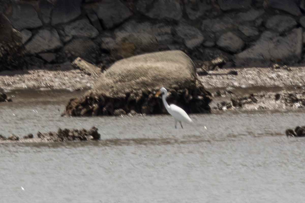 Great Egret - ML644270683
