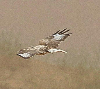 Upland Buzzard - ML644270684