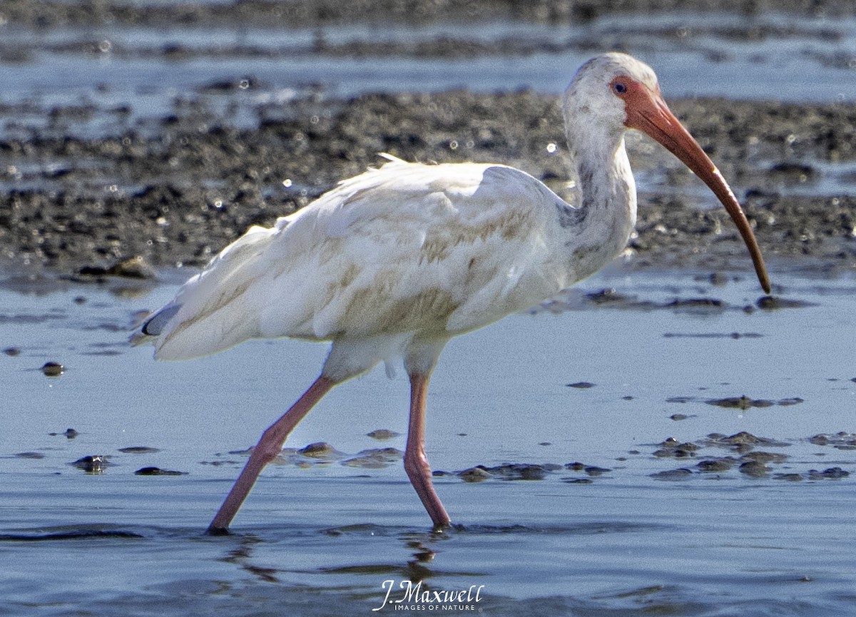 Ibis blanc - ML644270686