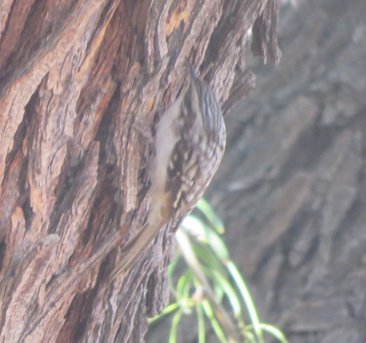 Brown Creeper - ML644270687