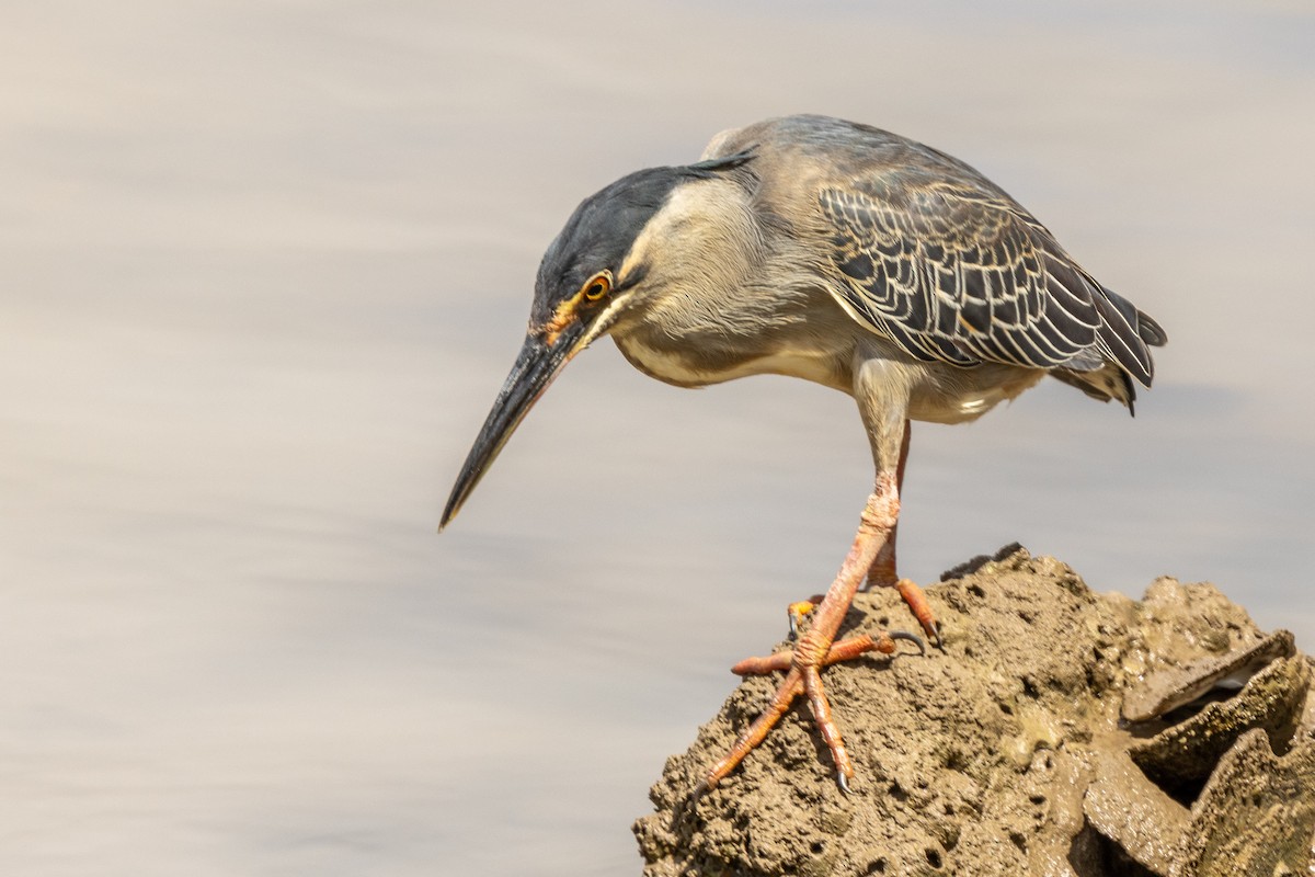 Héron strié - ML644270689