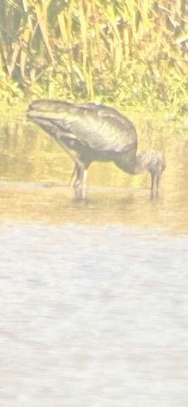 Ibis falcinelle - ML644270690