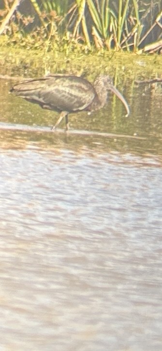 Ibis falcinelle - ML644270691