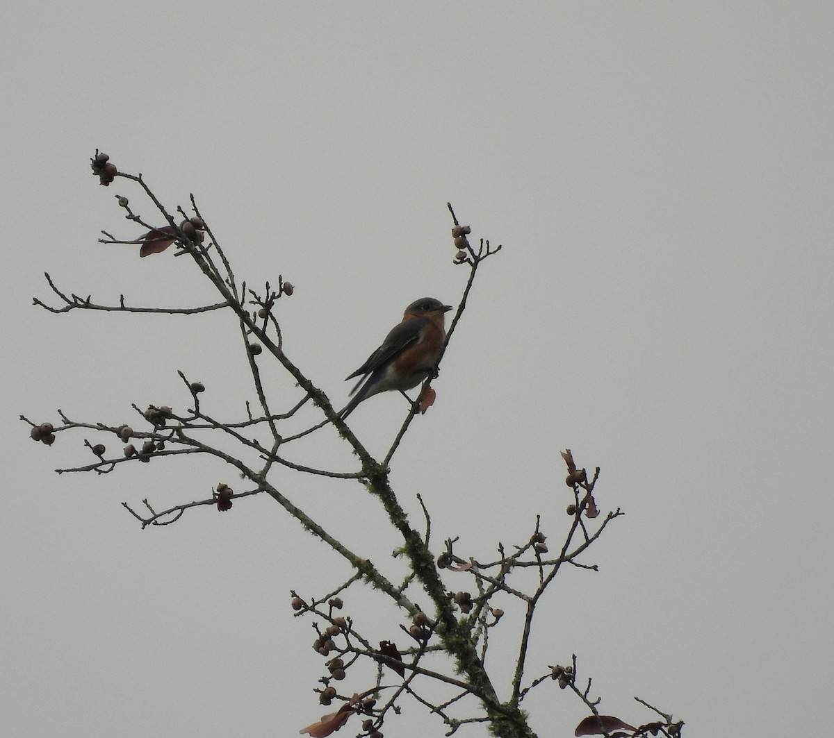 Merlebleu de l'Est - ML644270692