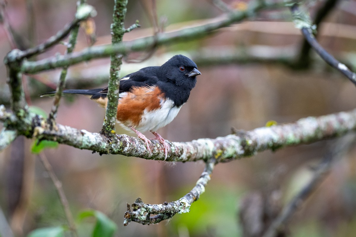 Tohi à flancs roux - ML644270693