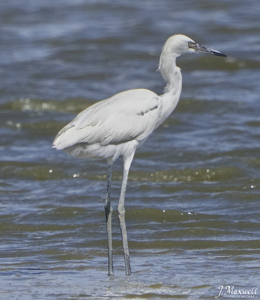 Aigrette roussâtre - ML644270694