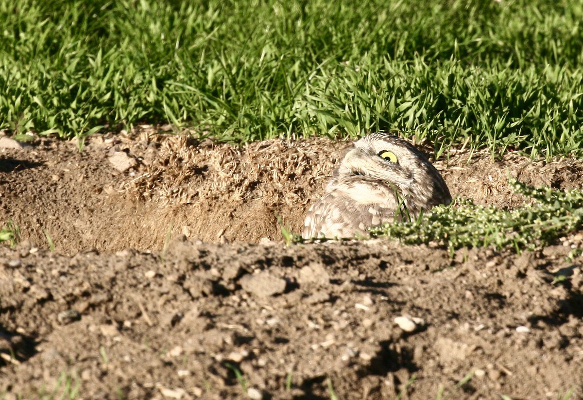 Chevêche des terriers - ML644270696