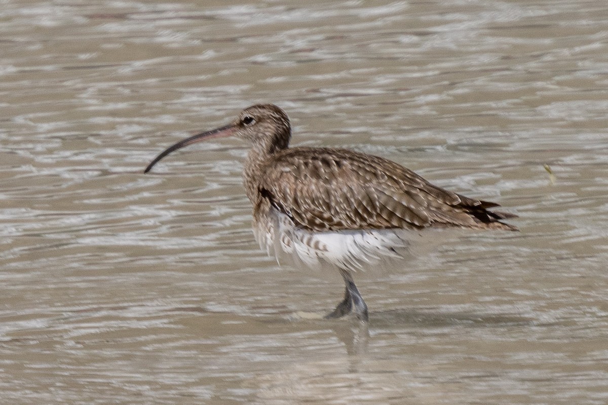 Courlis corlieu - ML644270697