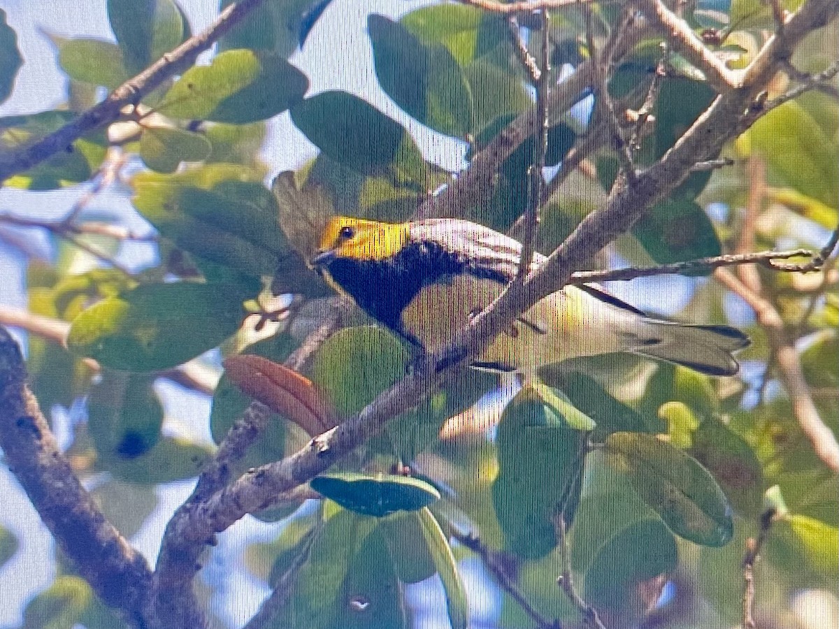 Paruline à gorge noire - ML644270698