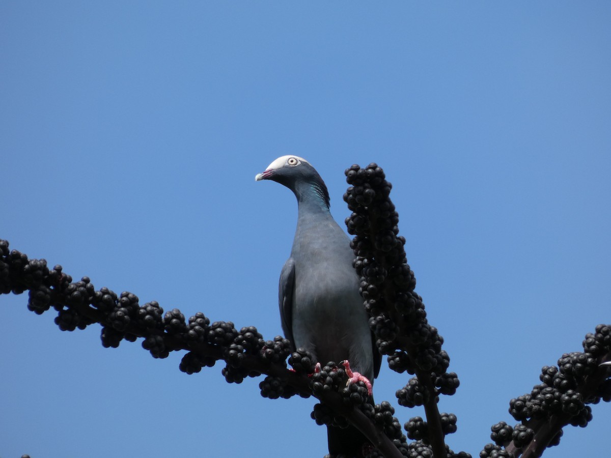 Pigeon à couronne blanche - ML644270699