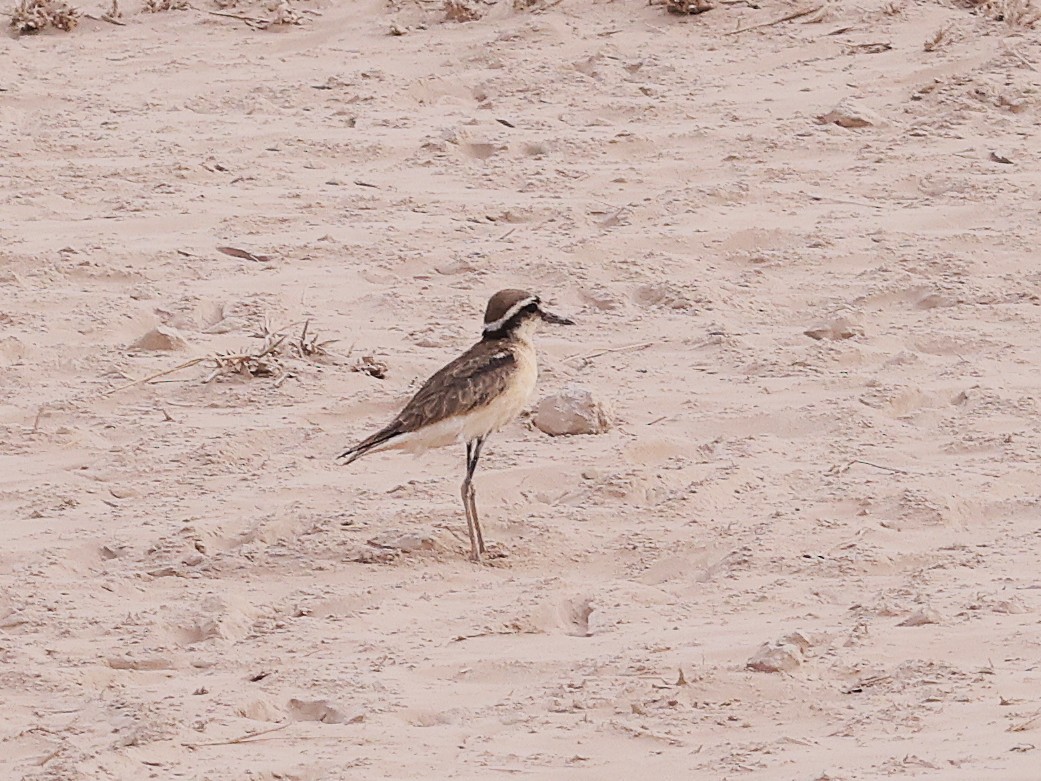 Pluvier pâtre - ML644270704