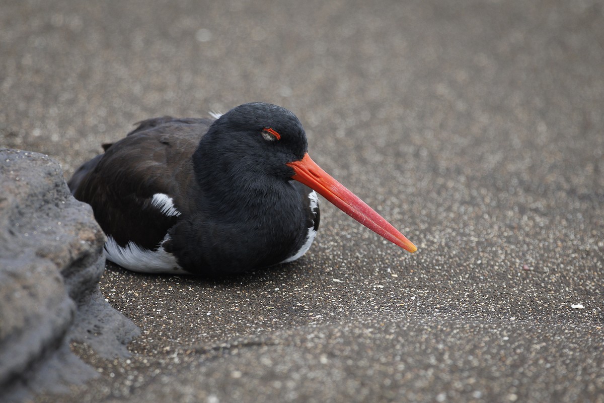 Huîtrier d'Amérique - ML644270705