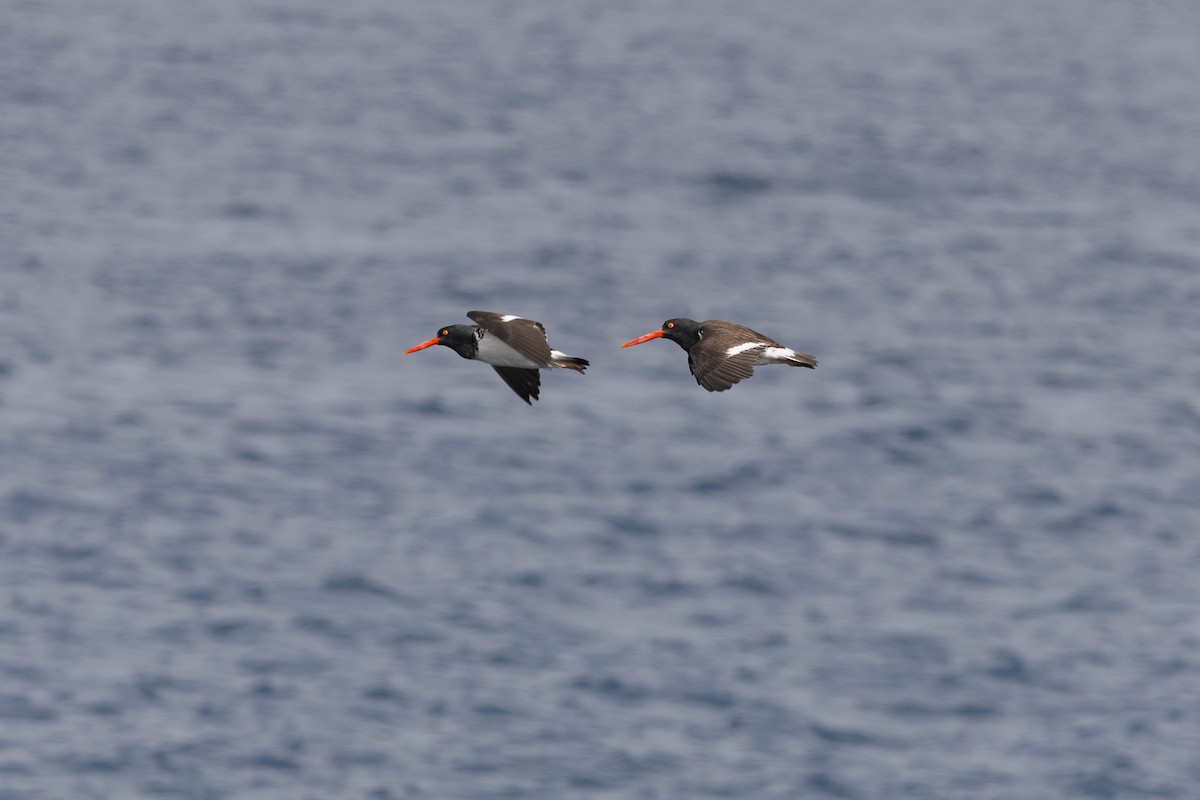 Huîtrier d'Amérique - ML644270706