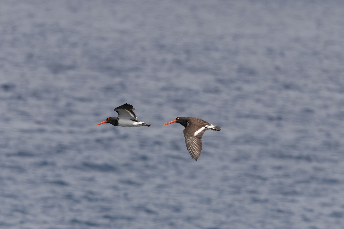 Huîtrier d'Amérique - ML644270707