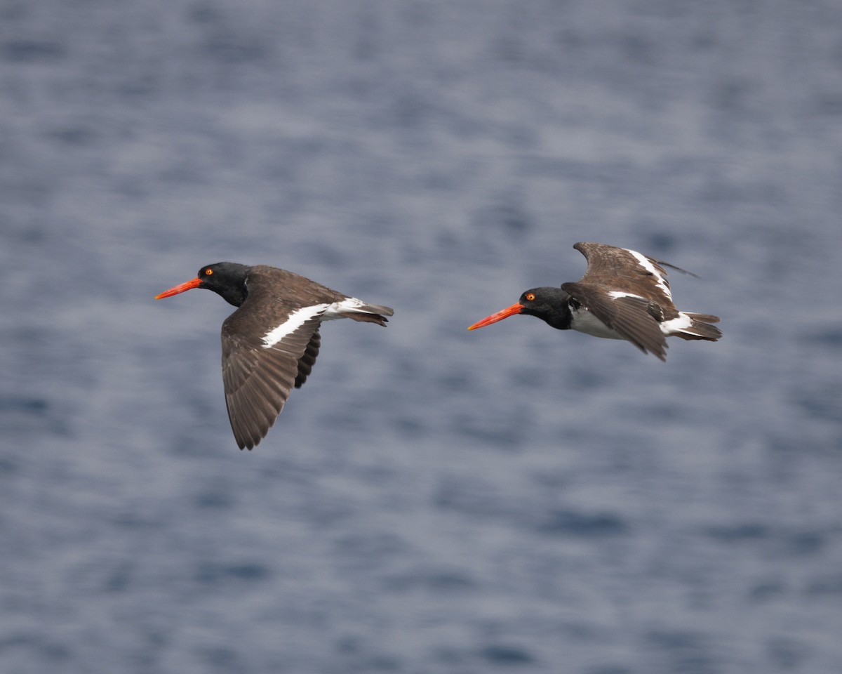 Huîtrier d'Amérique - ML644270710