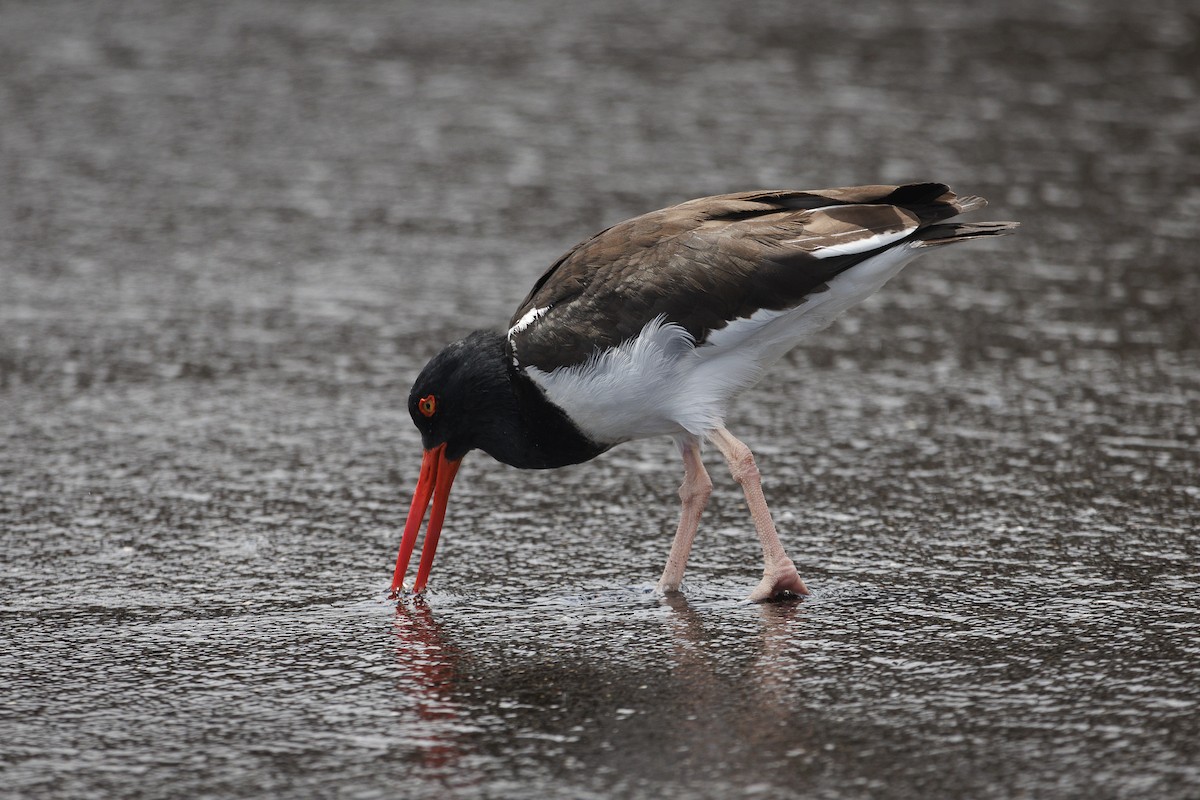 Huîtrier d'Amérique - ML644270711