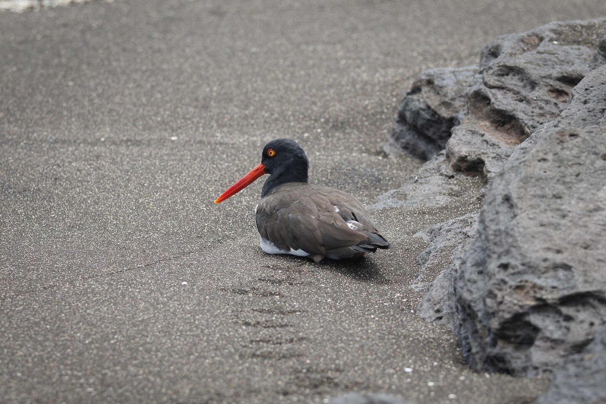 Huîtrier d'Amérique - ML644270712