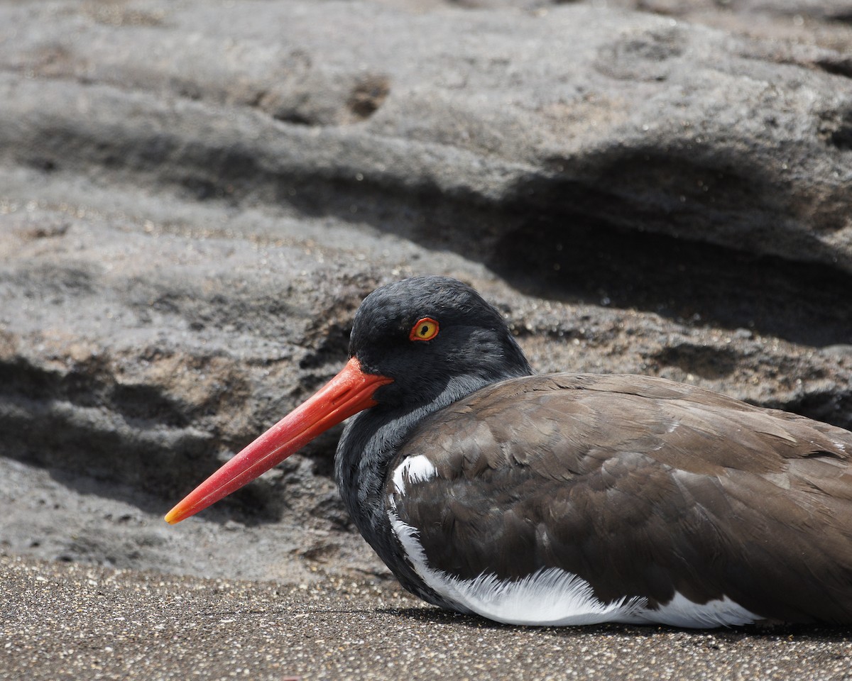 Huîtrier d'Amérique - ML644270713